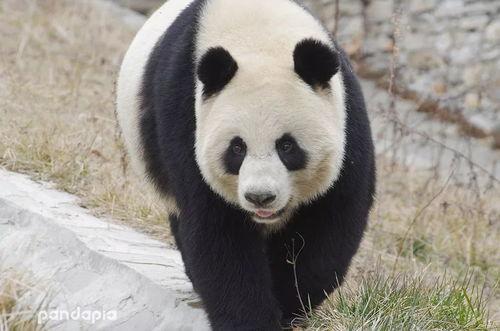 林冰最新爆料熊猫是哪一期,揭秘熊猫传奇，哪一期节目带你走进国宝世界？
